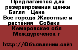 Предлагаются для резервирования щенки Бигля › Цена ­ 40 000 - Все города Животные и растения » Собаки   . Кемеровская обл.,Междуреченск г.